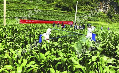 发生提前，5种药剂退出国家推荐名单，今年草地贪夜蛾防控形势依然严峻！